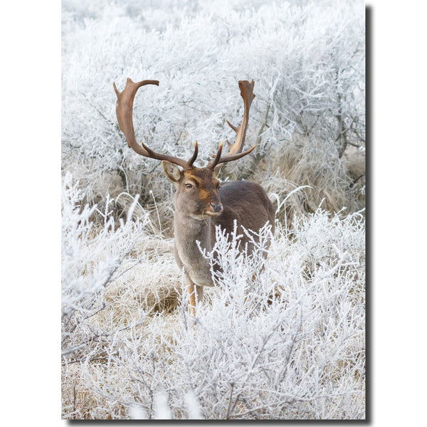 KK54e - Fallow Deer in the Frost