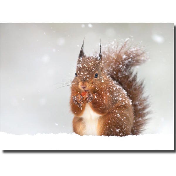 KK57b - Red Squirrel in Snow