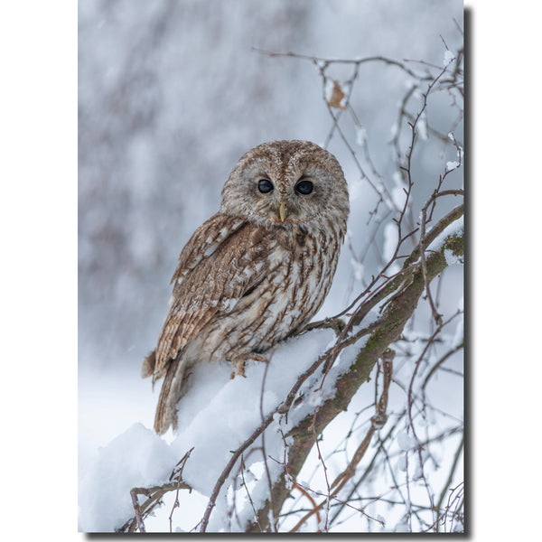 KK53e - Tawny Owl